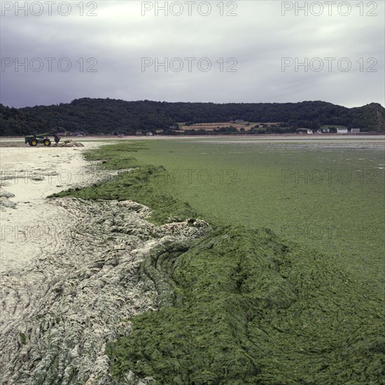 Green algae