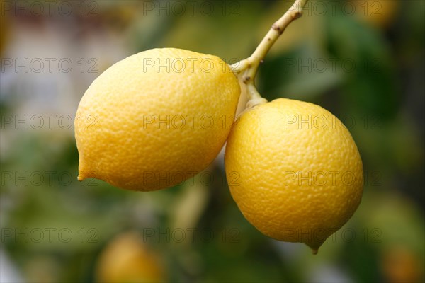 Yellow lemons