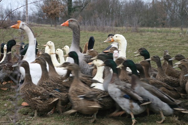 Geese and ducks