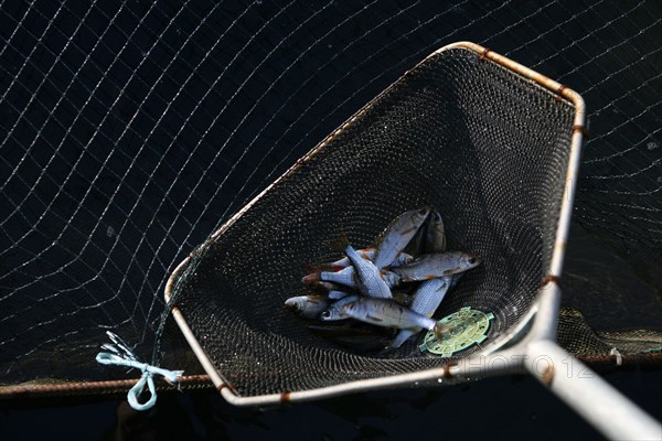 Bait in a net