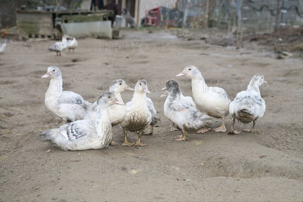 White ducks