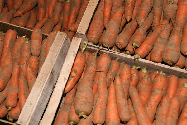 Carrots in a crate