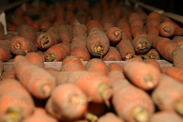 Carrots in a crate