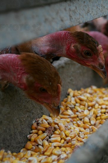 Mangeoir de poules