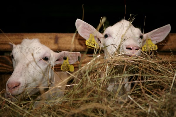 Goats eating hay