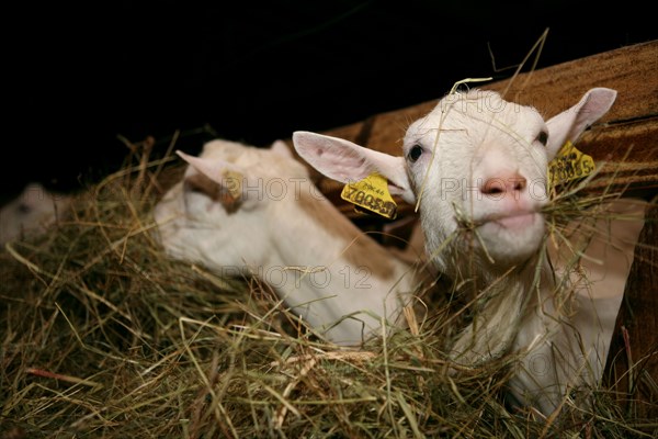 Goats eating hay