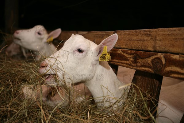 Goats eating hay