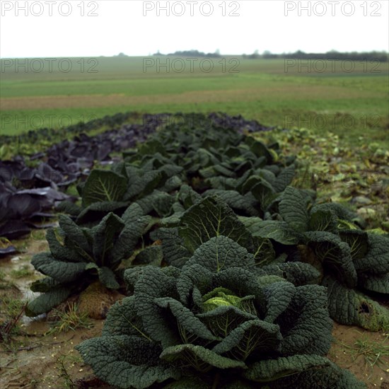 Planted cabbages