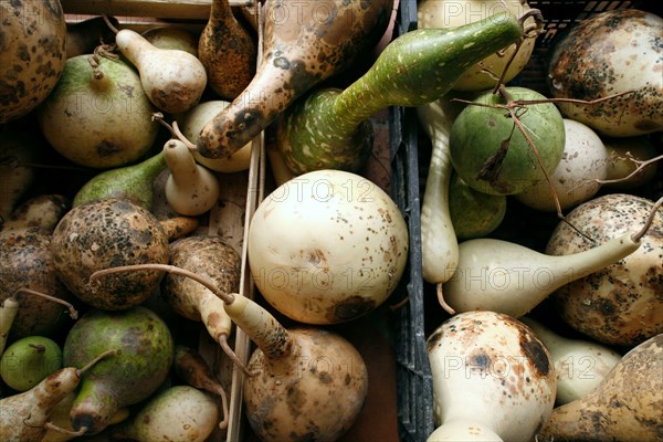 Courges en cagette