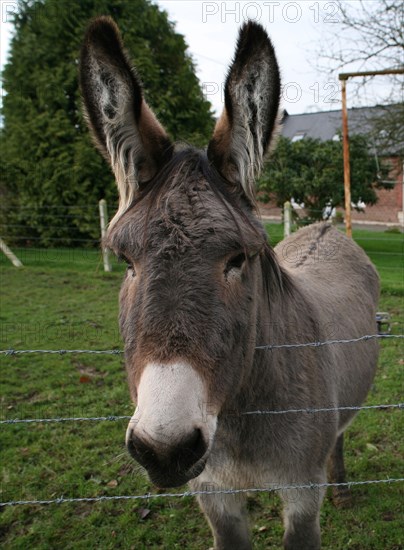 Donkey