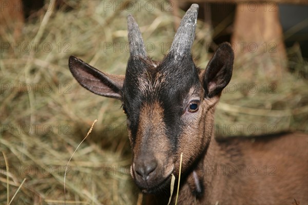 Chevreau