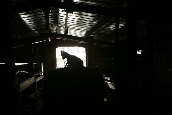 Silhouette de chevreau