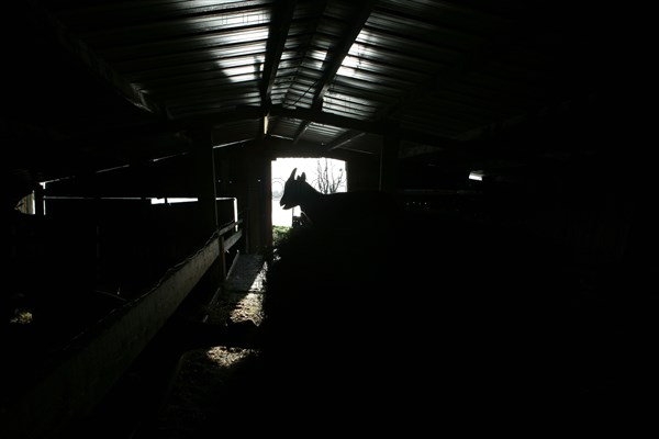 Silhouette de chevreau