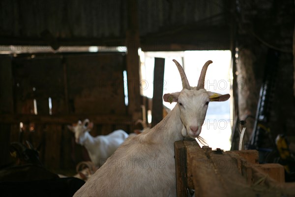 White goat