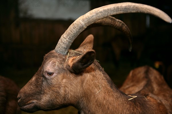 Chevre brune