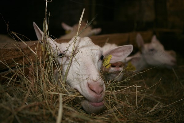 Chevre mangeant du foin