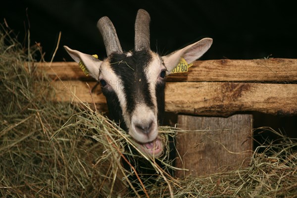 Goat eating hay