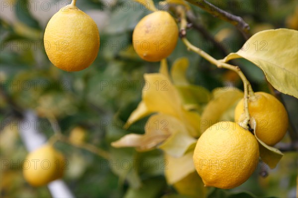 Citrons