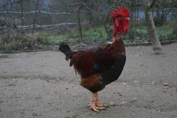 Coq