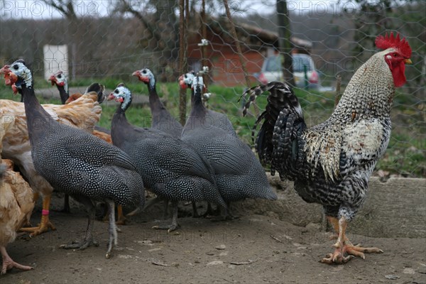 Coq et pintades