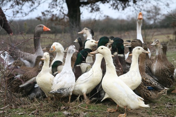 Oies et canards