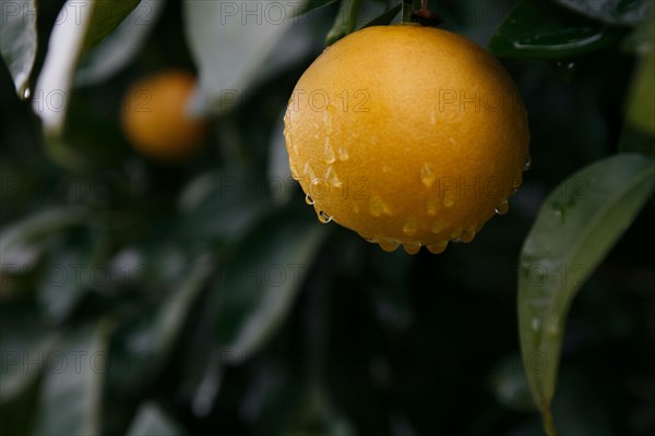 Grapefruit