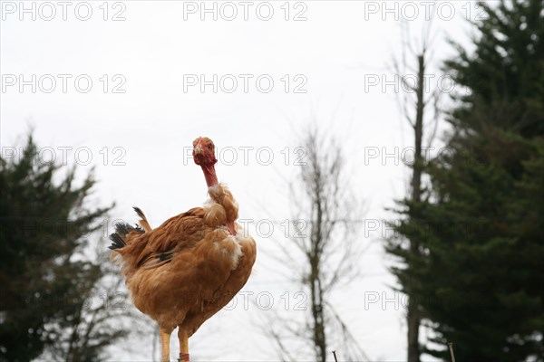 Poule perchée