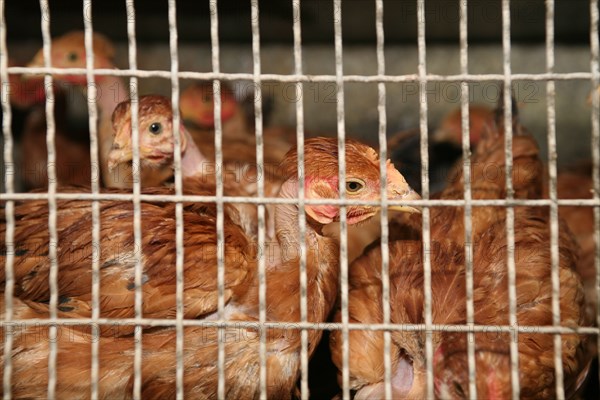 Poules en cage