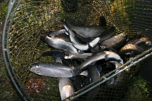 Trouts in a hand net