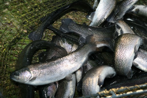 Trouts in a hand net