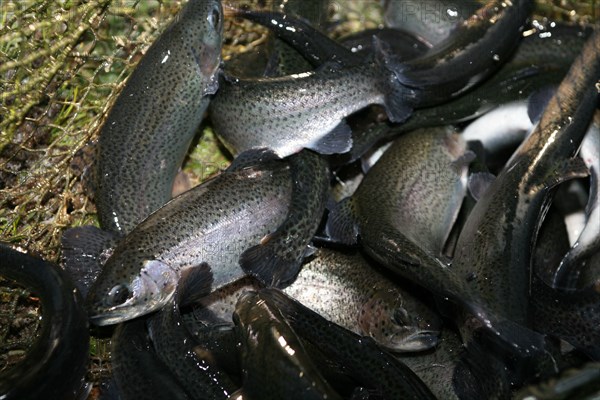 Trouts in a hand net