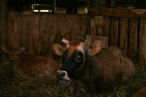 Vache et veau