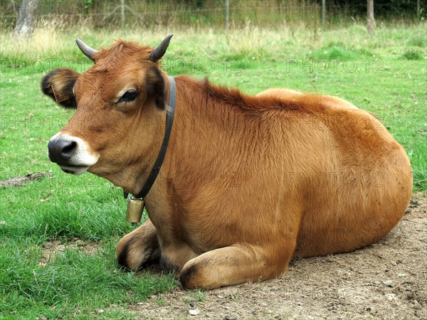 Cow