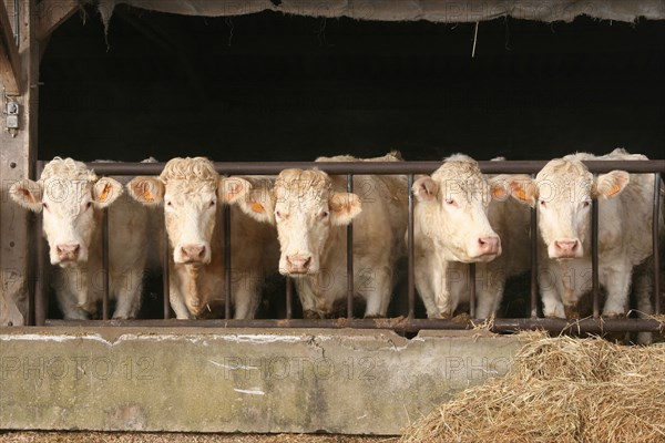 Cow trough