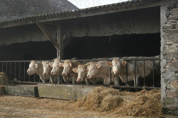 Cow trough