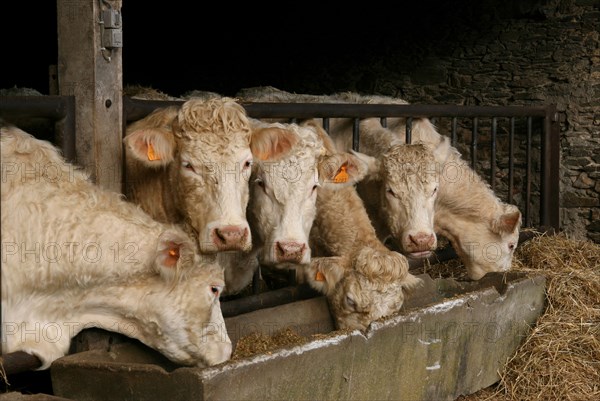 Cow trough