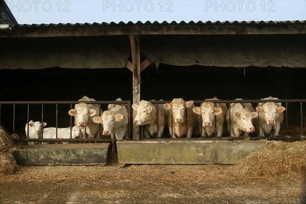 Mangeoir de vaches