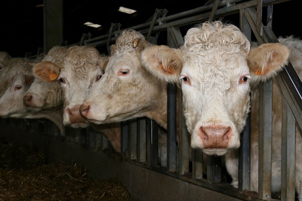 Cow trough