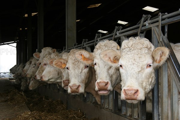 Cow trough