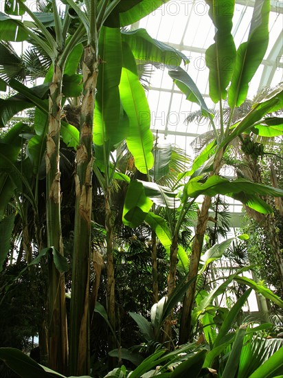 Greenhouse at the Jardin des Plantes