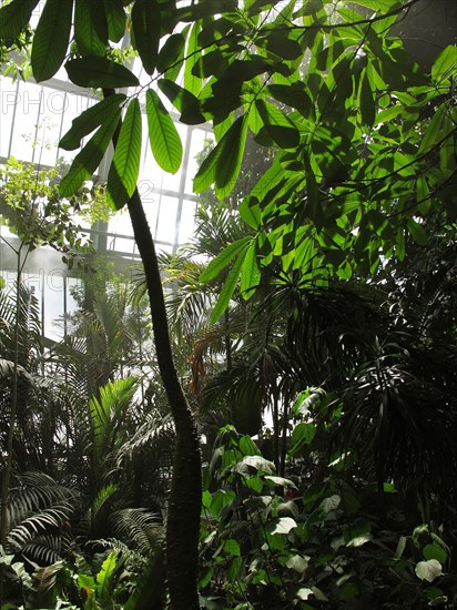 Greenhouse at the Jardin des Plantes