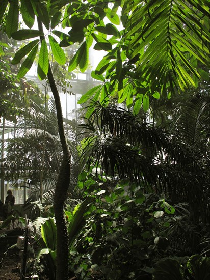 Greenhouse at the Jardin des Plantes