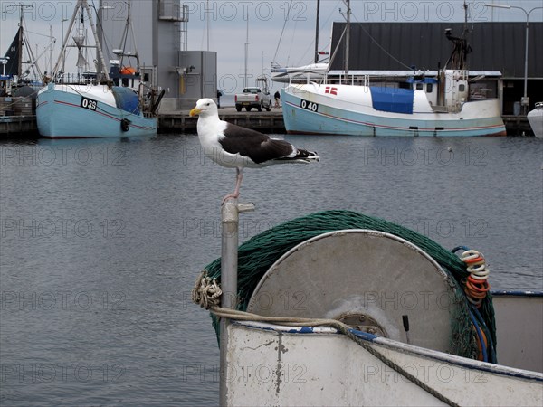 Seagull in the Danish harbour of Kerteminde