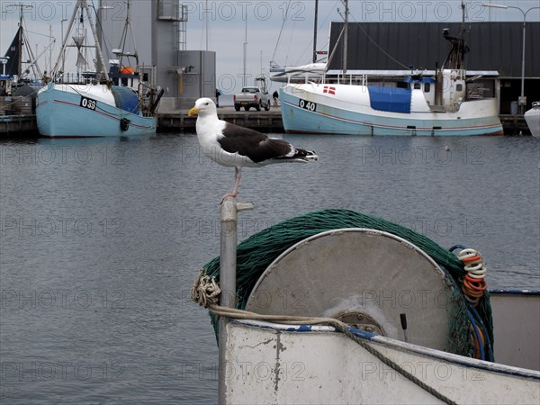 Mouette dans le port danois de Kerteminde