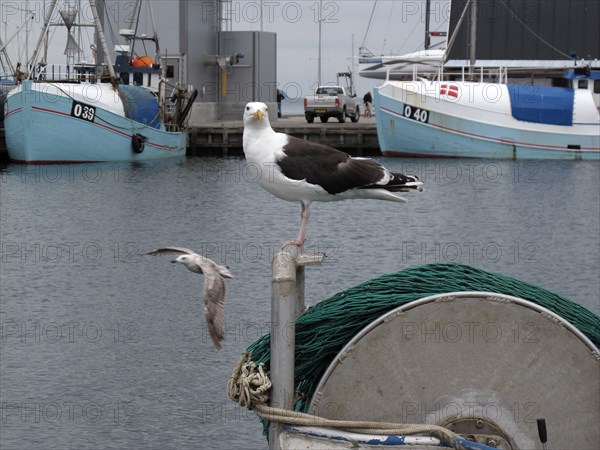 Mouette dans le port danois de Kerteminde