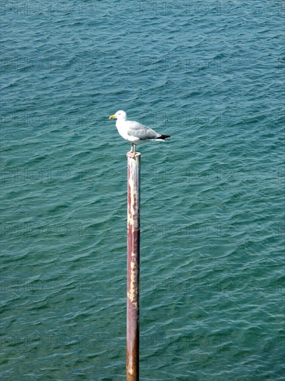 Goeland sur un poteau