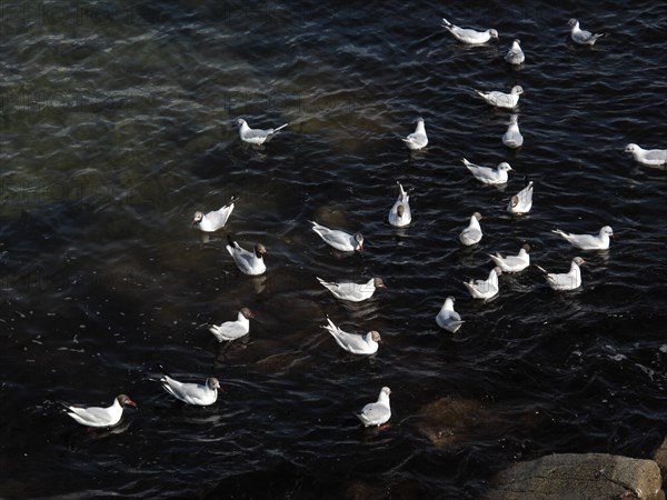 Terns near La Trinite-sur-Mer