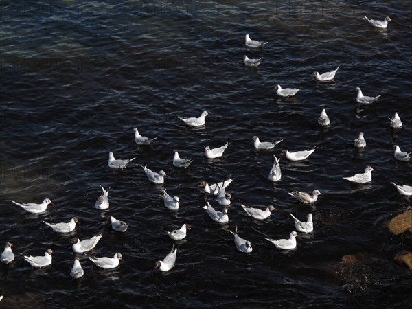 Terns near La Trinite-sur-Mer