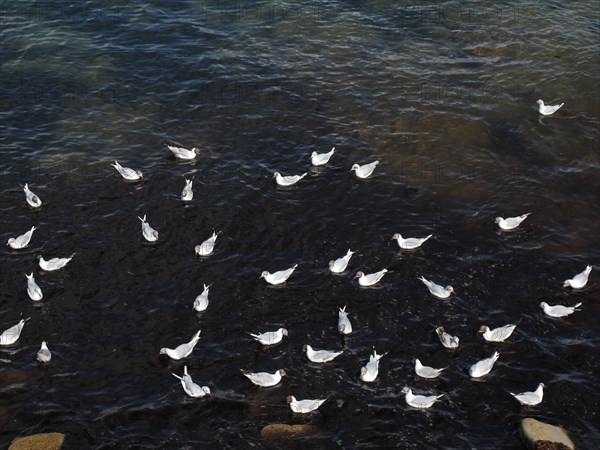 Sternes au large de la Trinite-sur-Mer