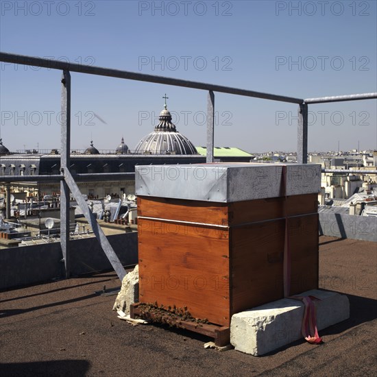 Ruche sur le toit de l'Hotel Westin a Paris